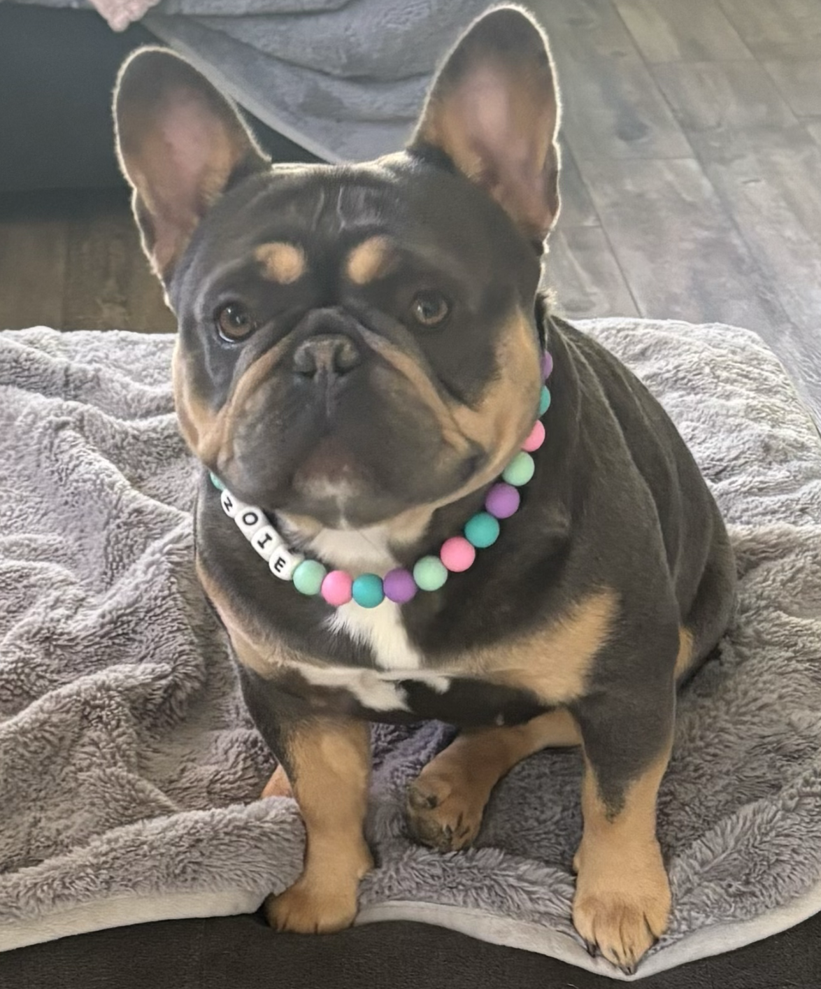 Furever Faithful Frenchies, Puppy